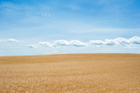 Clouds over Wheat